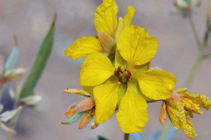 Coves' Cassia has yellow flowers that are quite showy, note in the photograph the veins in the flowers are quite prominent. Senna covesii